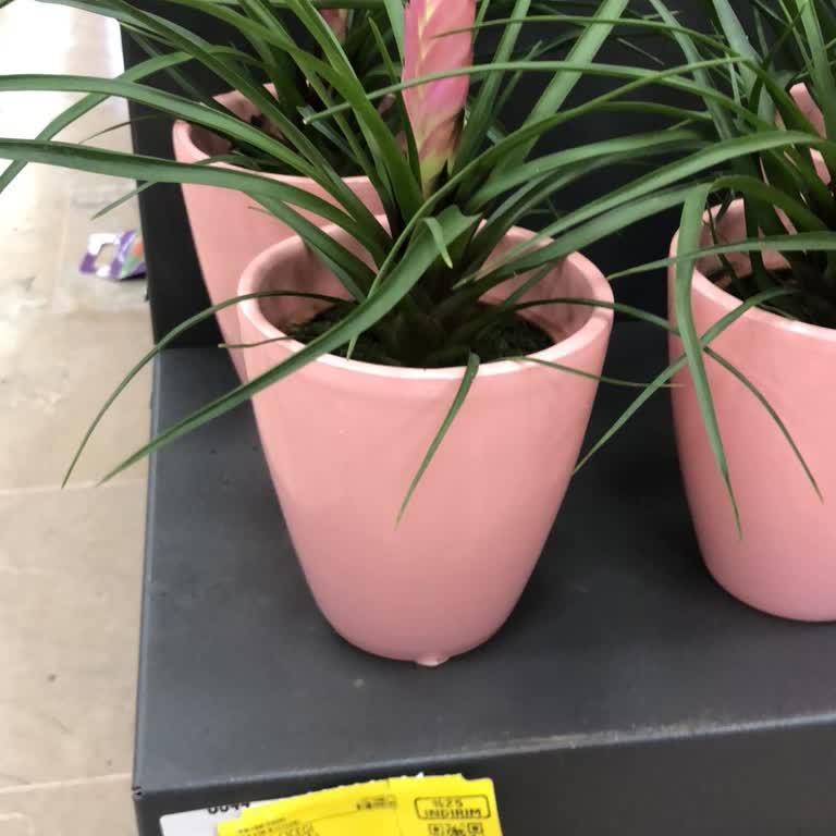 Bloom & Fresh'ten Alınan Çiçeğin Fahiş Fiyat Farkı Ve İade Talebi