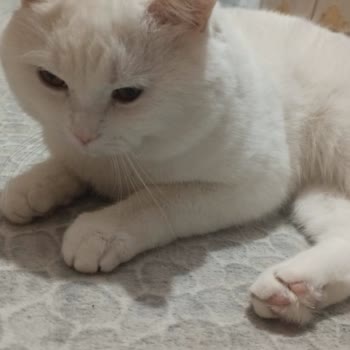 Eki aç