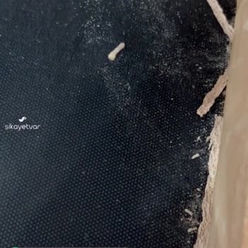 EvModa Tahta Kurdu Olan Kusurlu Ürün Ve Ürünler
