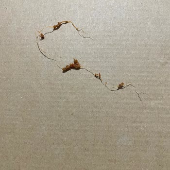 Siparişte Yanık Ve Hijyenik Olmayan Ürünler Teslim Edildi