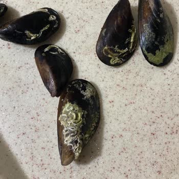 Hijyen Sorunu Ve Kalitesiz Hizmet Nedeniyle Hayal Kırıklığı