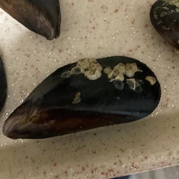 Hijyen Sorunu Ve Kalitesiz Hizmet Nedeniyle Hayal Kırıklığı