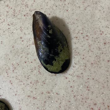 Hijyen Sorunu Ve Kalitesiz Hizmet Nedeniyle Hayal Kırıklığı