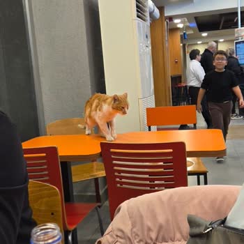 Popeyes Akçay Şubesinde Ciddi Hijyen Sorunu Ve Denetim Talebi