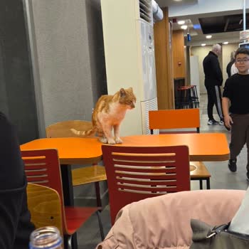 Popeyes Akçay Şubesinde Ciddi Hijyen Sorunu Ve Denetim Talebi