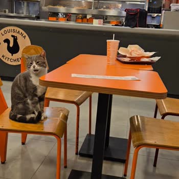 Popeyes Akçay Şubesinde Ciddi Hijyen Sorunu Ve Denetim Talebi