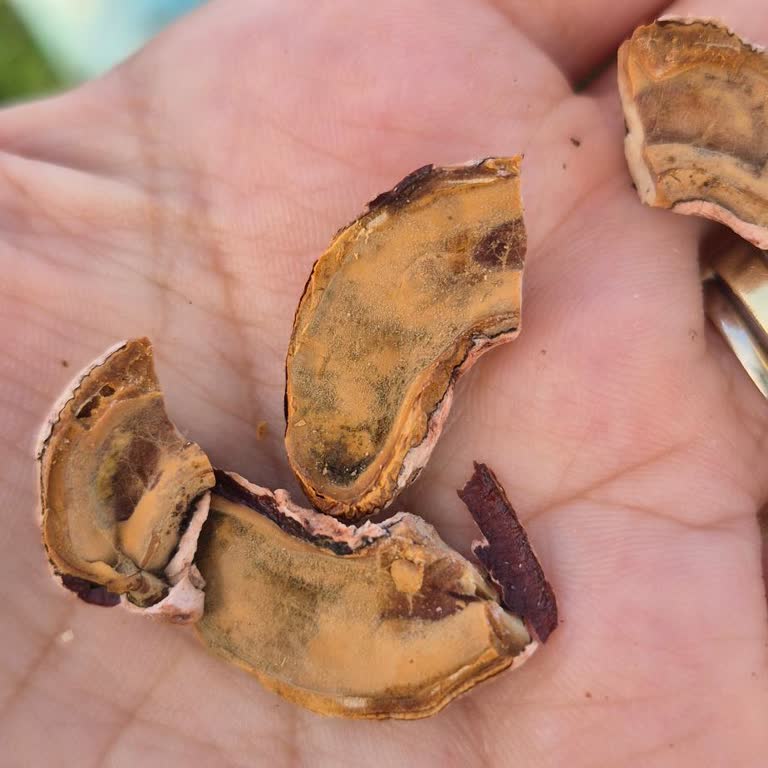 Küflü Kaju Nedeniyle Sağlık Riski Ve İade Talebi