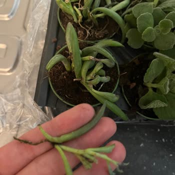 Hayal Kırıklığı Yaratan Sukulent Siparişi Ve Yanıltıcı Görseller