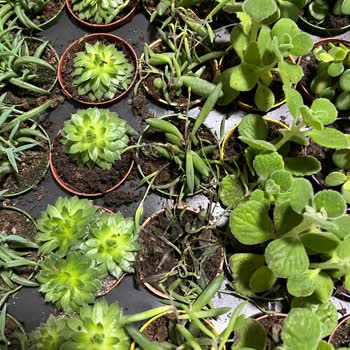 Hayal Kırıklığı Yaratan Sukulent Siparişi Ve Yanıltıcı Görseller