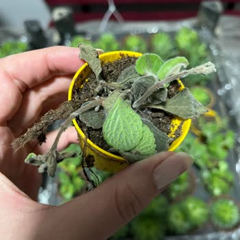 Hayal Kırıklığı Yaratan Sukulent Siparişi Ve Yanıltıcı Görseller