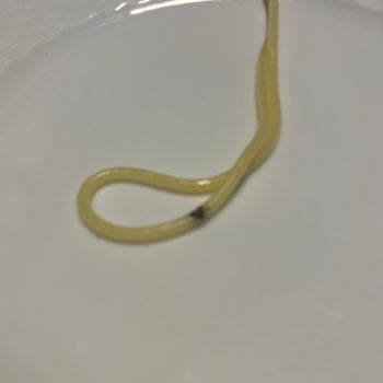 Barilla Spagetti İçinde Yabancı Cisim Buldum Hijyen Ve Sağlık Endişesi Yaşıyorum