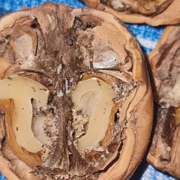 Şok Market’ten Aldığım Ceviz Kurtlu Çıktı, Ücret İadesi Ve Daha Sıkı Denetim Talep Ediyorum