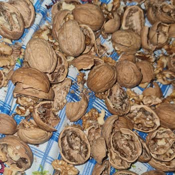 Şok Market’ten Aldığım Ceviz Kurtlu Çıktı, Ücret İadesi Ve Daha Sıkı Denetim Talep Ediyorum