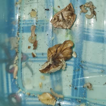 Şok Market’ten Aldığım Ceviz Kurtlu Çıktı, Ücret İadesi Ve Daha Sıkı Denetim Talep Ediyorum