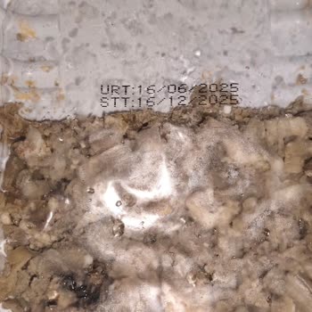 Bozuk Kokoreç Ve Ağır Küf Kokusu Nedeniyle Yaşanan Mağduriyet