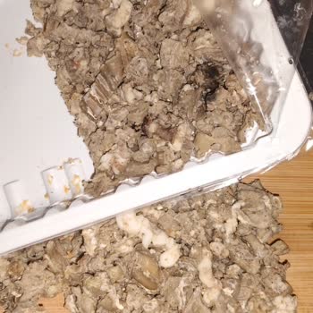 Bozuk Kokoreç Ve Ağır Küf Kokusu Nedeniyle Yaşanan Mağduriyet