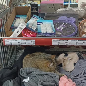 Market İçinde Kedilerin Bulunması Hijyen Konusunda Endişe Yaratıyor