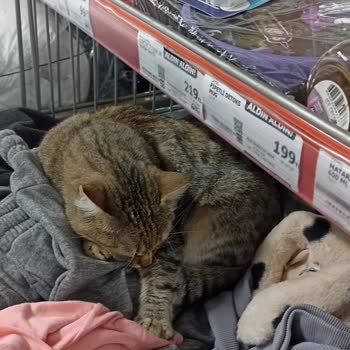 Market İçinde Kedilerin Bulunması Hijyen Konusunda Endişe Yaratıyor