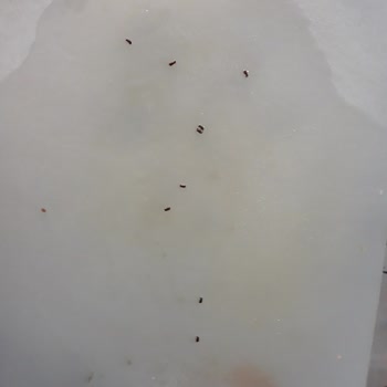 Barilla Tagliatelle Makarna Paketinden Böcek Çıkması Ve Gıda Güvenliği Endişesi