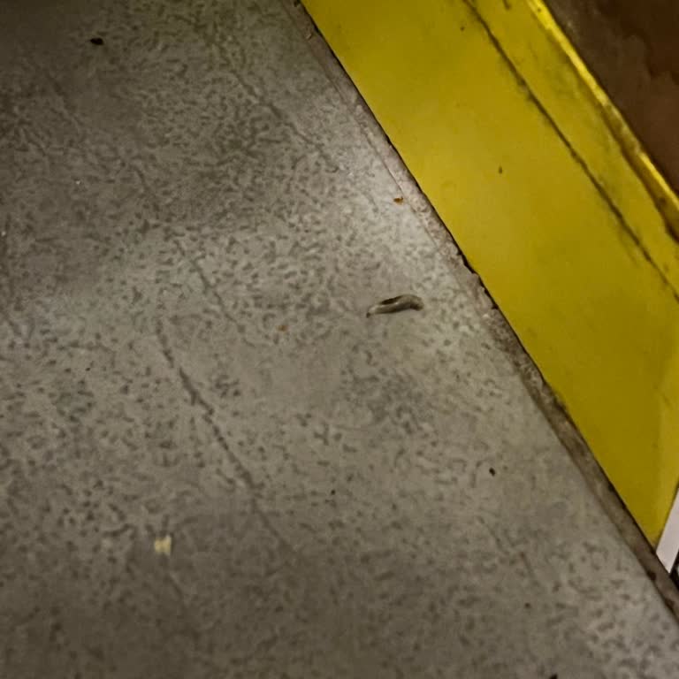 Yemek Yerken Masamıza Kurt Düştü, Hijyen Ve İlgi Sorunu Yaşadık