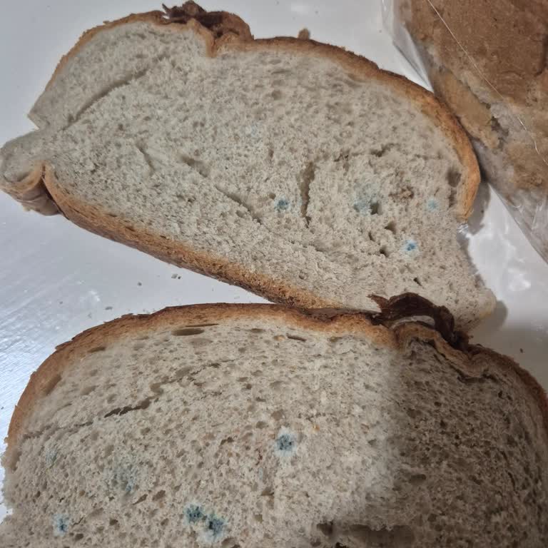 Küflü Ekmek Gönderimi Sağlığımızı Riske Attı, Güvenimiz Sarsıldı