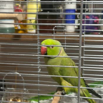 Kemeraltı Petshop Yanıltıcı Bilgiyle Kuş Satışı!