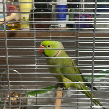 Kemeraltı Petshop Yanıltıcı Bilgiyle Kuş Satışı!