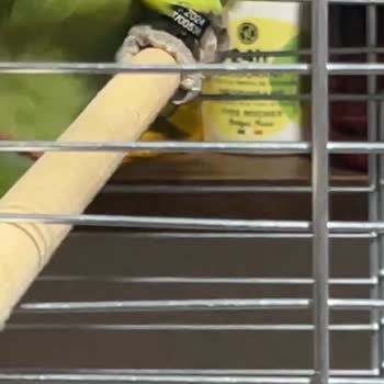 Kemeraltı Petshop Yanıltıcı Bilgiyle Kuş Satışı!