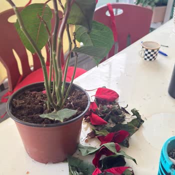 Migros Sağlıksız Çiçek Teslimatı Ve Yetersiz Müşteri Hizmeti