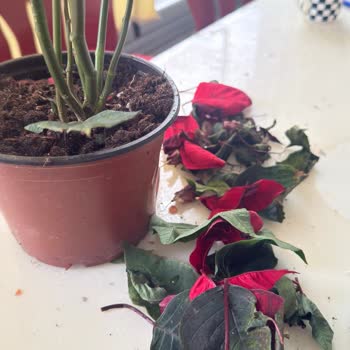 Migros Sağlıksız Çiçek Teslimatı Ve Yetersiz Müşteri Hizmeti