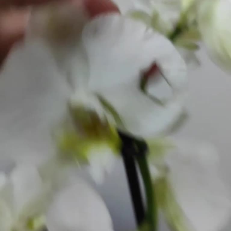 Öğretmenler Günü'nde Kırık Ve Çürük Orkide Şoku, Müşteri Hizmetleri Sessiz