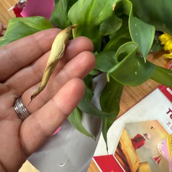 Öğretmenler Günü Çiçeği Hayal Kırıklığı Ve İletişim Sorunu