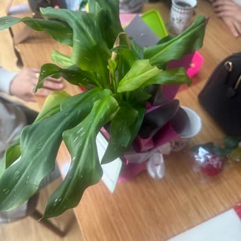 Öğretmenler Günü Çiçeği Hayal Kırıklığı Ve İletişim Sorunu