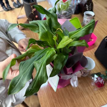 Öğretmenler Günü Çiçeği Hayal Kırıklığı Ve İletişim Sorunu