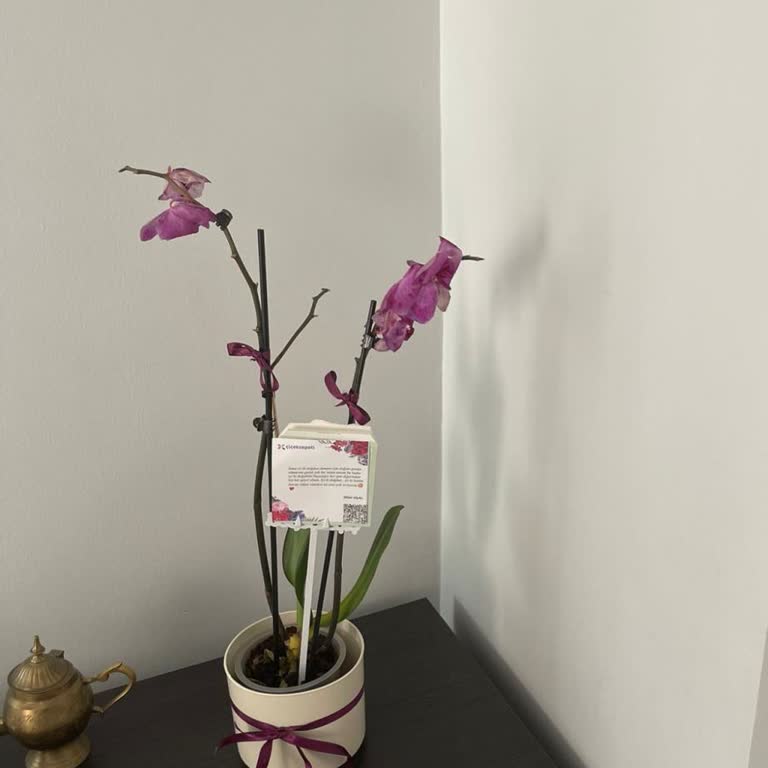 Aldığım Orkide İki Günde Soldu, Hediye Mahcup Etti