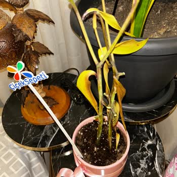 Köksüz Ve Sağlıksız Çiçek Teslimatı Hayal Kırıklığı Yarattı