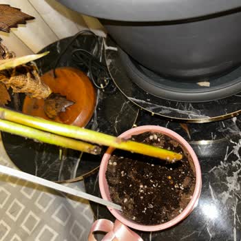 Köksüz Ve Sağlıksız Çiçek Teslimatı Hayal Kırıklığı Yarattı