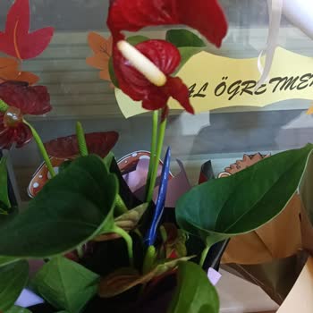 Öğretmenler Günü Siparişim Eksik Ve Özensiz Teslim Edildi