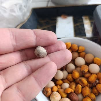 Kuruyemişten Çıkan Taş Dişimi Kırdı