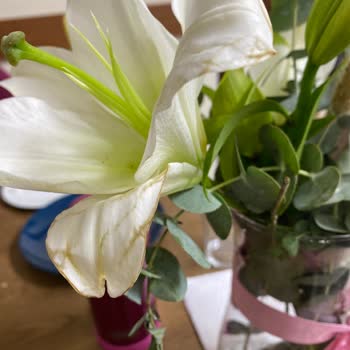 Solmuş Ve Özensiz Çiçek, İlgisiz Müşteri Hizmetleriyle Mağduriyet