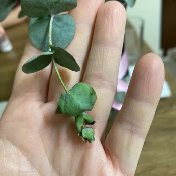 Solmuş Ve Özensiz Çiçek, İlgisiz Müşteri Hizmetleriyle Mağduriyet