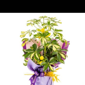 Sipariş Ettiğim Lemon Glow Şeflera Görseldeki Gibi Gelmedi Müşteri Hizmetleri Yardımcı Olmadı