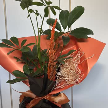 Sipariş Ettiğim Lemon Glow Şeflera Görseldeki Gibi Gelmedi Müşteri Hizmetleri Yardımcı Olmadı