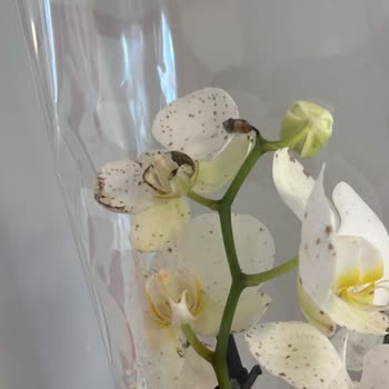 Çürük Çiçek Gönderimi Ve Yetersiz Çözüm Süreci