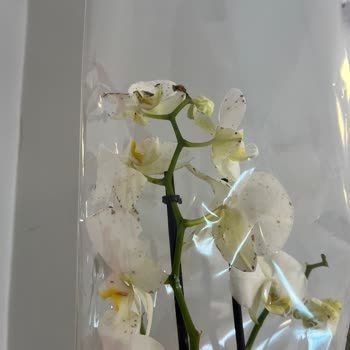 Çürük Çiçek Gönderimi Ve Yetersiz Çözüm Süreci