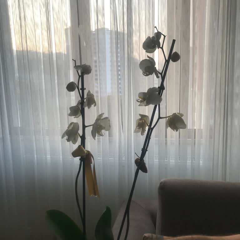 Solmuş Çiçek Ve Yetersiz Müşteri Hizmeti Nedeniyle Hayal Kırıklığı