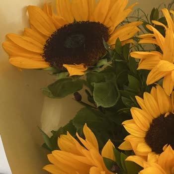 Siparişim Solmuş Ve Kopuk Şekilde Eksik Ambalajla Teslim Edildi