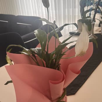 Görseldeki Çiçekli Spatifilyum Yerine Çiçeksiz Ürün Gönderildi