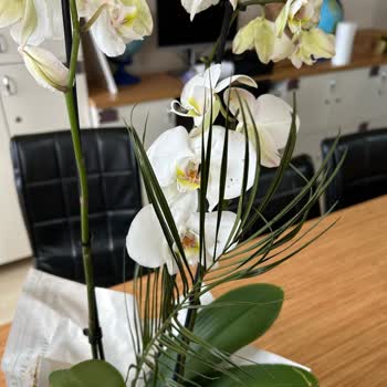 Solmuş Orkide Teslimatıyla Yaşadığım Hayal Kırıklığı Ve Mağduriyet