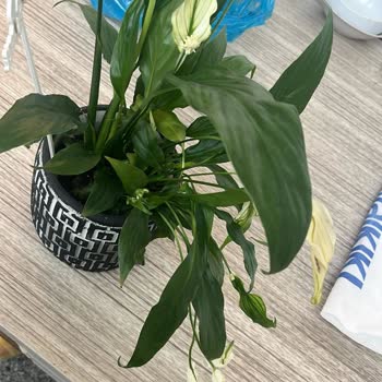 Sipariş Edilen Çiçek Solmuş Ve Eksik Teslim Edildi, Ücret İadesi Talep Ediyorum